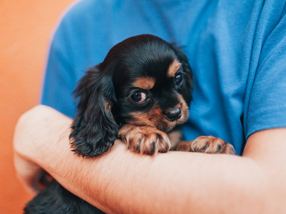 Discover Adorable Baby Dog Images for Your Next Project