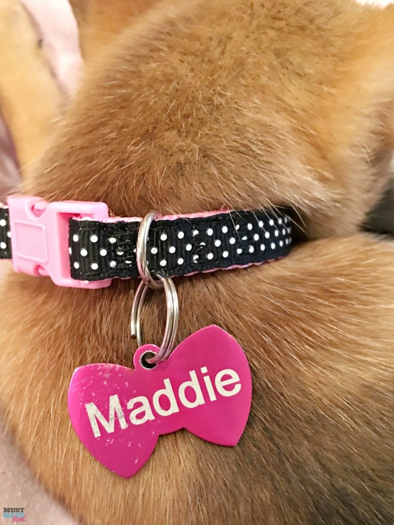 Bringing Home Your New Puppy And What To Do First