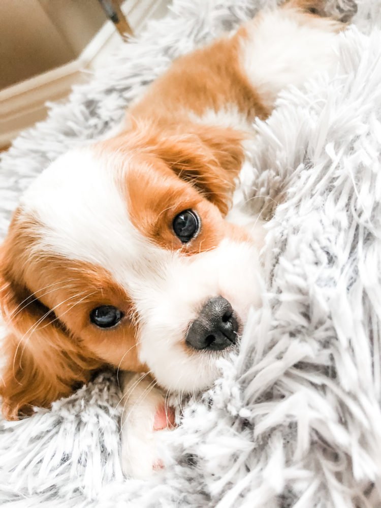 Choosing & Preparing for a Puppys Happy and Healthy Start
