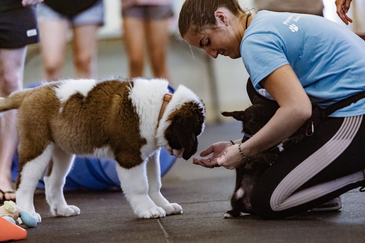 Essential Puppy Training & Socialization Shapes A Puppys Confident Future