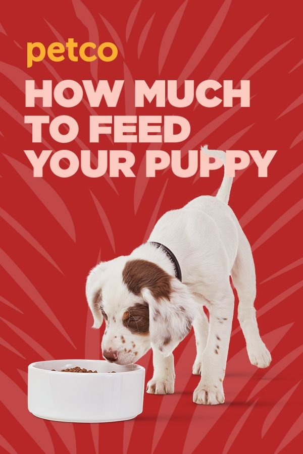 Puppy Nutrition & Feeding for a Healthy, Growing Dog