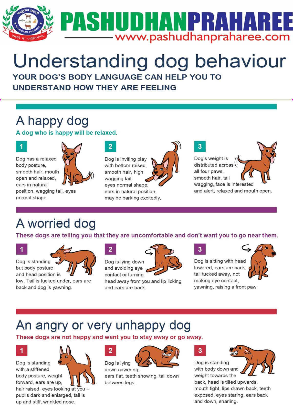 Understanding Puppy Behavior Decodes Your Puppys Every Action